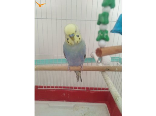 Kusumu evcil ele omuza geliyo konusuyo çağırdın mi ele konuy