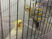 Çift sultan papağanı 2,5 yaşında
