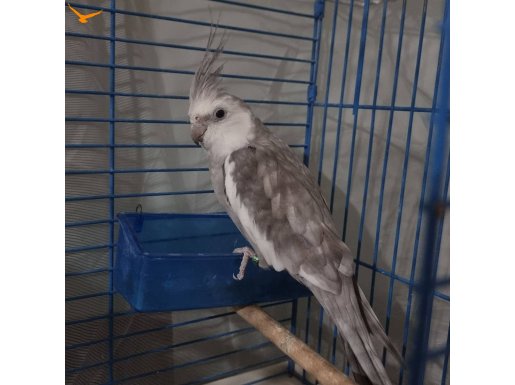 White face konuşan erkek sultan papaganı