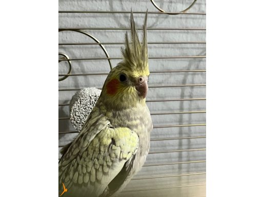 bebek sultan papağanı 