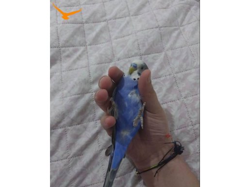 Yavru muhabbet kuşu çok güzel kendini sevdirir