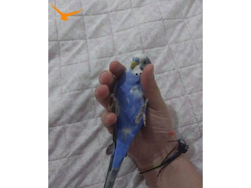 Yavru erkek muhabbet kendini sevdirir 4 aylık 