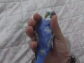 Yavru erkek muhabbet kendini sevdirir 4 aylık 