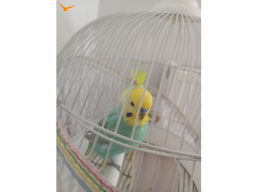  erkek 1 yaşında  net seste konuşuyor