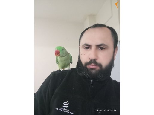 Alexander veya iskender ele omuza alışık papağan 6aylık sevd