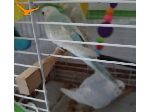 5 adet muhabbet kuşu adet fiyatı 250 TL 