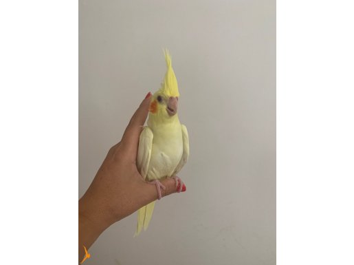 Yavru ele alısgın sultan papağanı 