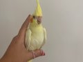 Yavru ele alısgın sultan papağanı 