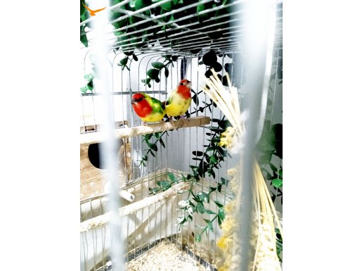 Ağır parçalı parrot yavrusu 3 aylık tek erkek 
