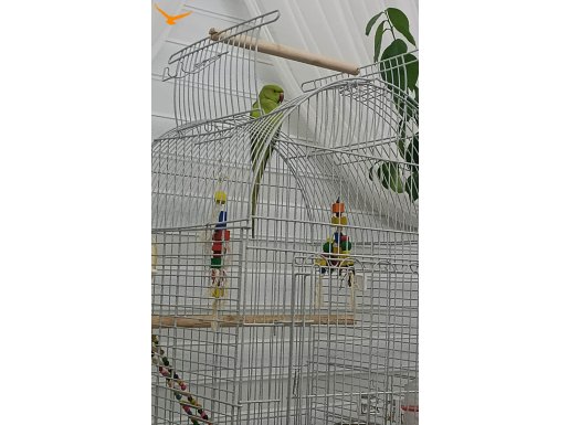 Pakistan pağağanı erkek