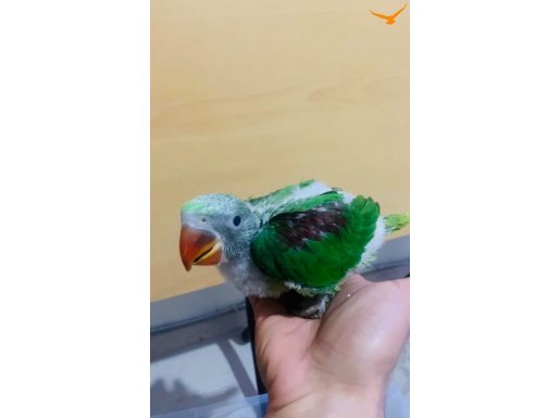 YEME DÜŞMEK ÜZERE ALEXSANDER  PAPAĞANI 