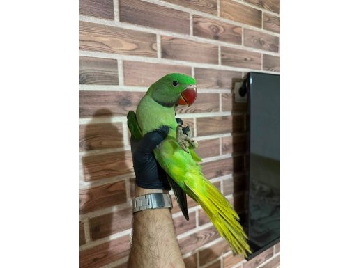 YEME DÜŞMEK ÜZERE ALEXSADER PAPAĞANI 85 GÜNLÜK