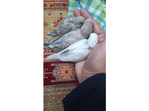 Yavru Muhabbet kuşları 