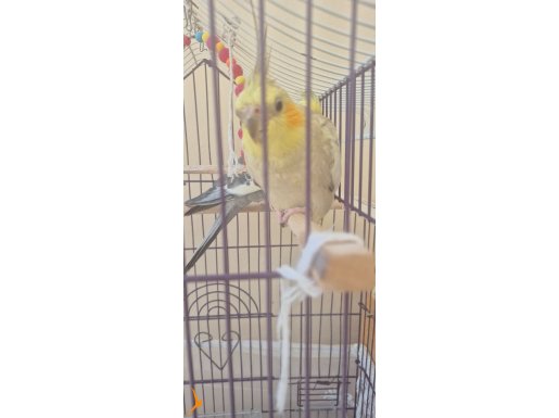 2 çift sultan papağanı kafes ile birlikte