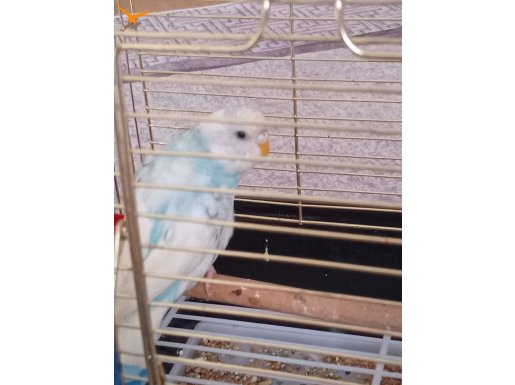 3 aylık dişi muhabbet kuşu 