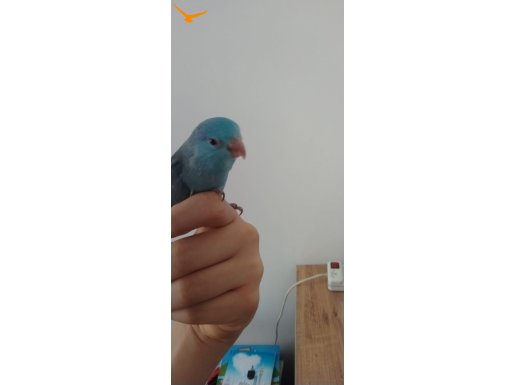 Yavru 1 aylık erkek forpus ele alışık 