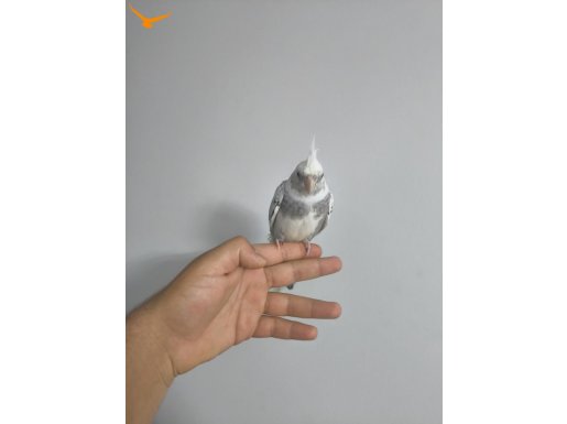 Kafesiyle birlikte 2 bucuk aylık sultan papağanı 