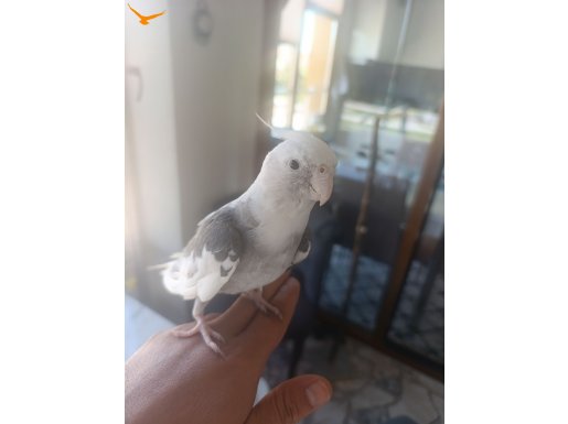 Konuşan sultan papağanı 