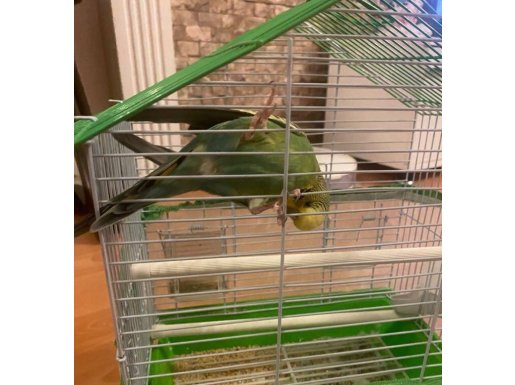 1 yaş Erkek Muhabbet Kuşu Kafesi İle Birlikte 