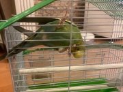 1 yaş Erkek Muhabbet Kuşu Kafesi İle Birlikte 