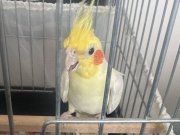 Erkek Sultan Papağanı