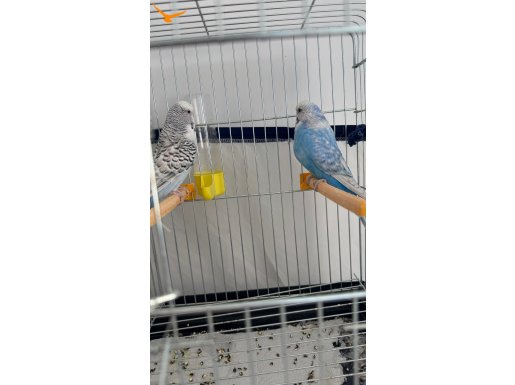 Jumbo takım kuşlar