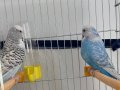 Jumbo takım kuşlar