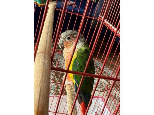 3 AYLIK  KONUR PAPAĞANI  ( EVCİL) 