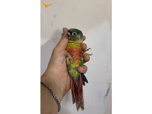KONUR PAPAĞANI  EL BESLEME YAVRU 81 İLE GÖNDERİM VAR