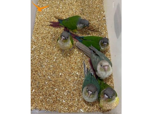 81 İLE GÖNDERİM VAR YAVRU KONUR PAPAĞANLARI ANKARA İÇİ ELDEN