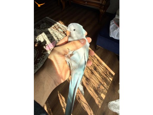 EVCİL MUTASYON MONK PAPAĞANI 81 İLE GÖNDERİM VAR