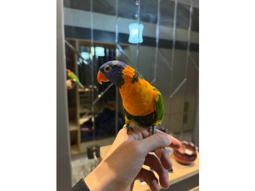 Kelime Haznesi Geniş Konuşkan Evcil Lori Papağanı Yavrusu