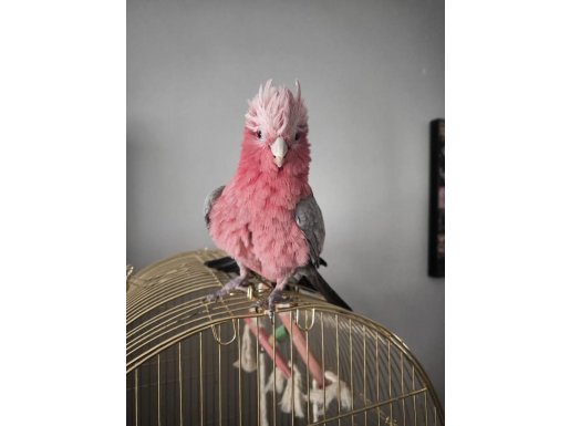 EVCİL GÜL KAKADU PAPAĞANI KENDİNİ ÇOK SEVDİRİR