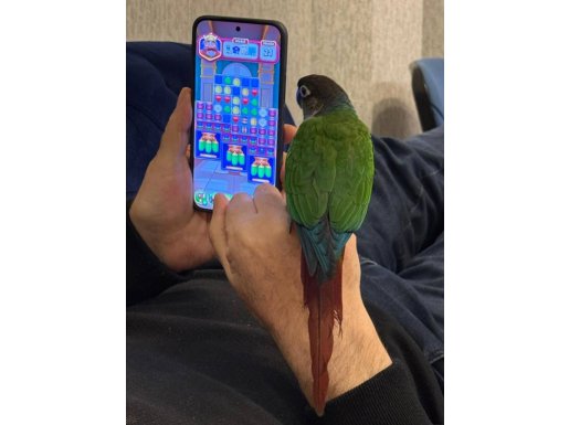 FULL EVCİL KONUR PAPAĞANI 81 İLE GÖNDERİM VAR 