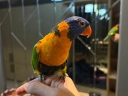 81 İLE GÖNDERİM VAR FULL EVCİL LORİ PAPAĞANI KONUŞUYOR 