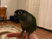 81 İLE GÖNDERİM VAR EVCİL KONUR PAPAĞANI 