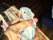 EVCİL MUTASYON MONK PAPAĞANI 81 İLE GÖNDERİM VAR