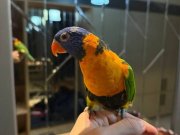 Kelime Haznesi Geniş Konuşkan Evcil Lori Papağanı Yavrusu