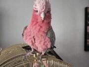 EVCİL GÜL KAKADU PAPAĞANI KENDİNİ ÇOK SEVDİRİR