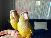 FULL EVCİL KONUR PAPAĞANI 81 İLE GÖNDERİM VAR