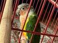 3 AYLIK  KONUR PAPAĞANI  ( EVCİL) 