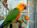 4 AYLIK ( GÜNEŞ ) KONUR PAPAĞANI