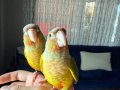 FULL EVCİL KONUR PAPAĞANI 81 İLE GÖNDERİM VAR