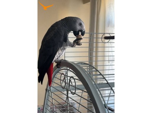 COK ĞÜZEL JAKO SAGLIKLI