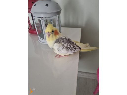 Daha bebek o