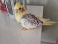 Daha bebek o