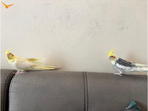 1 Çift Sultan Papağanı