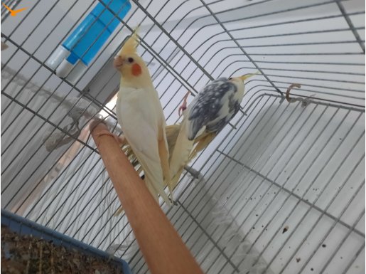 Kafes dahil çift olarak satılıktır 