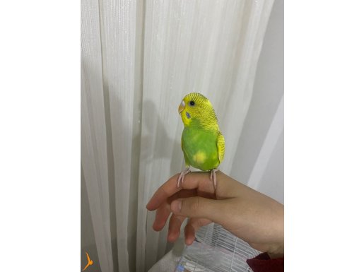 4 aylık muhabbet kuşu