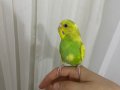 4 aylık muhabbet kuşu